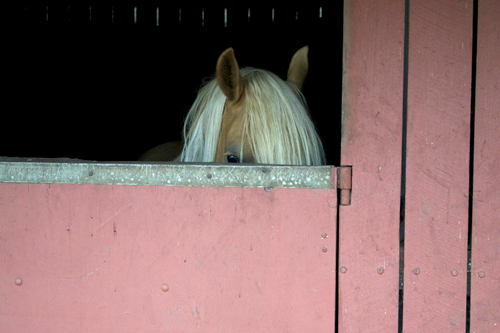 pony in a stable
